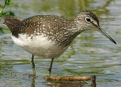 Green Sandpiper