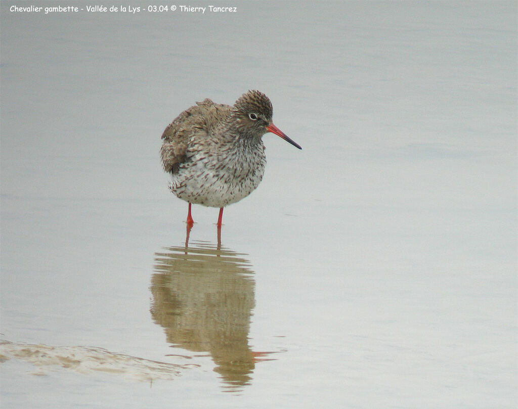 Common Redshank