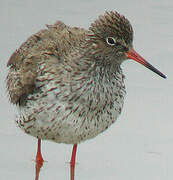 Common Redshank