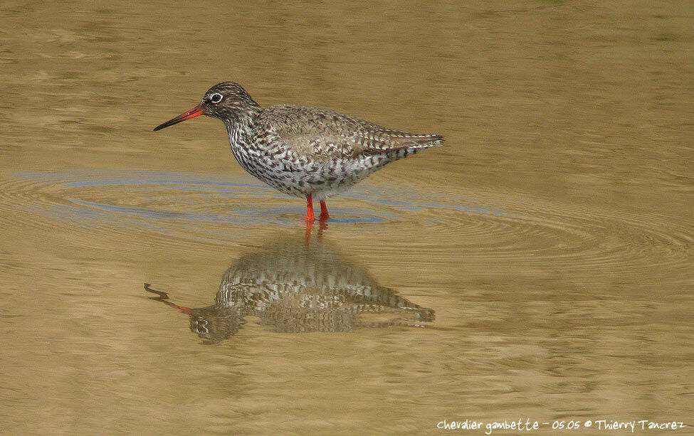 Common Redshank