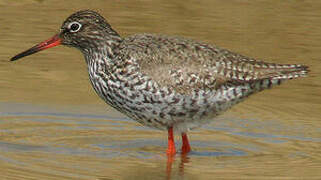 Common Redshank