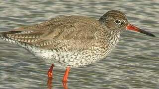 Common Redshank