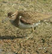 Common Sandpiper