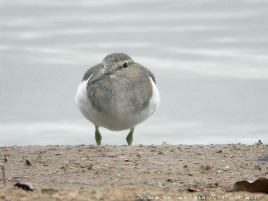 Common Sandpiper