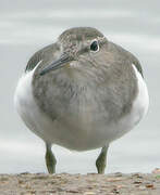 Common Sandpiper