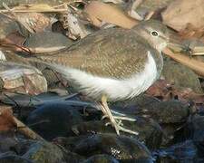 Common Sandpiper