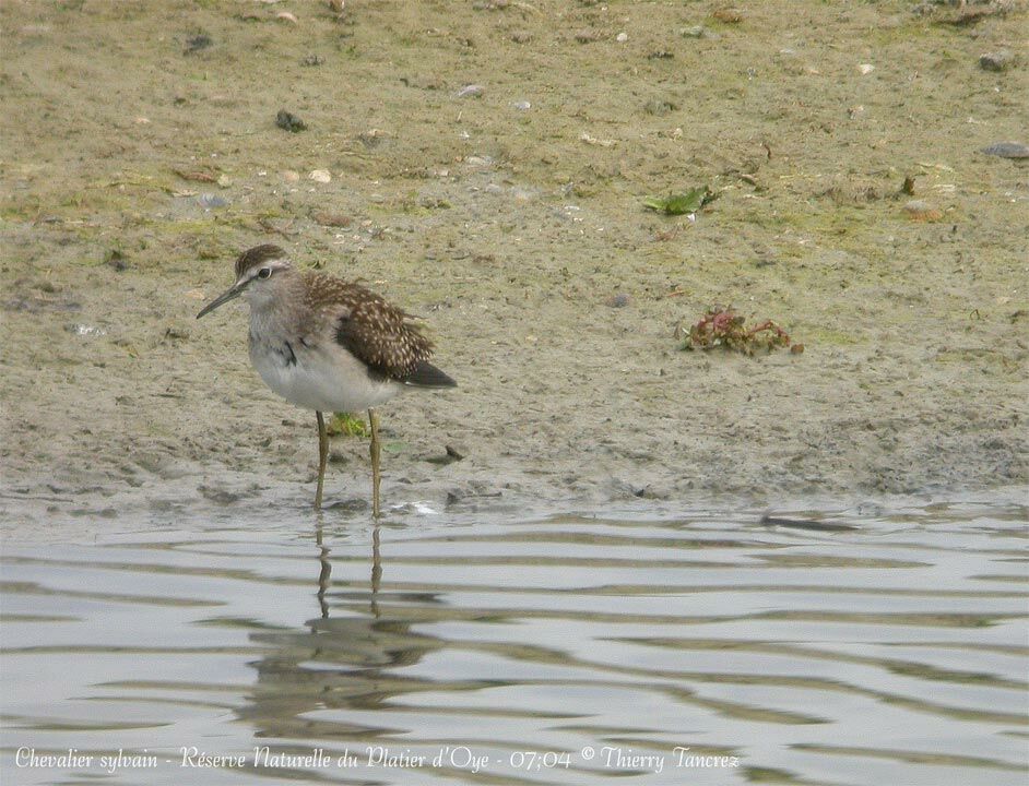 Wood Sandpiper