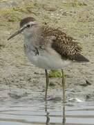 Wood Sandpiper