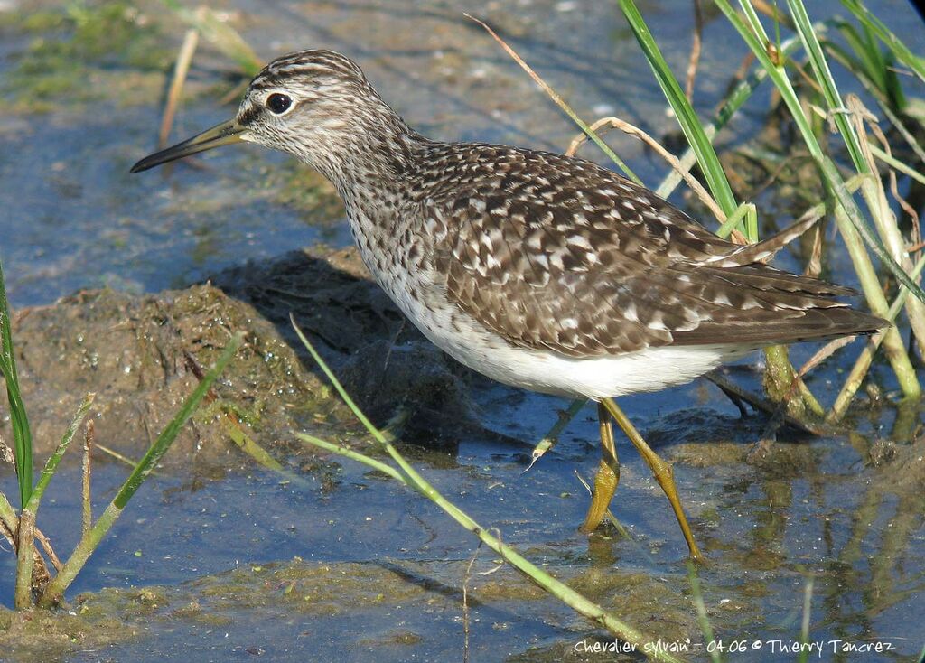 Wood Sandpiper