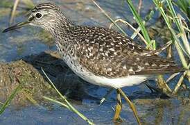 Wood Sandpiper