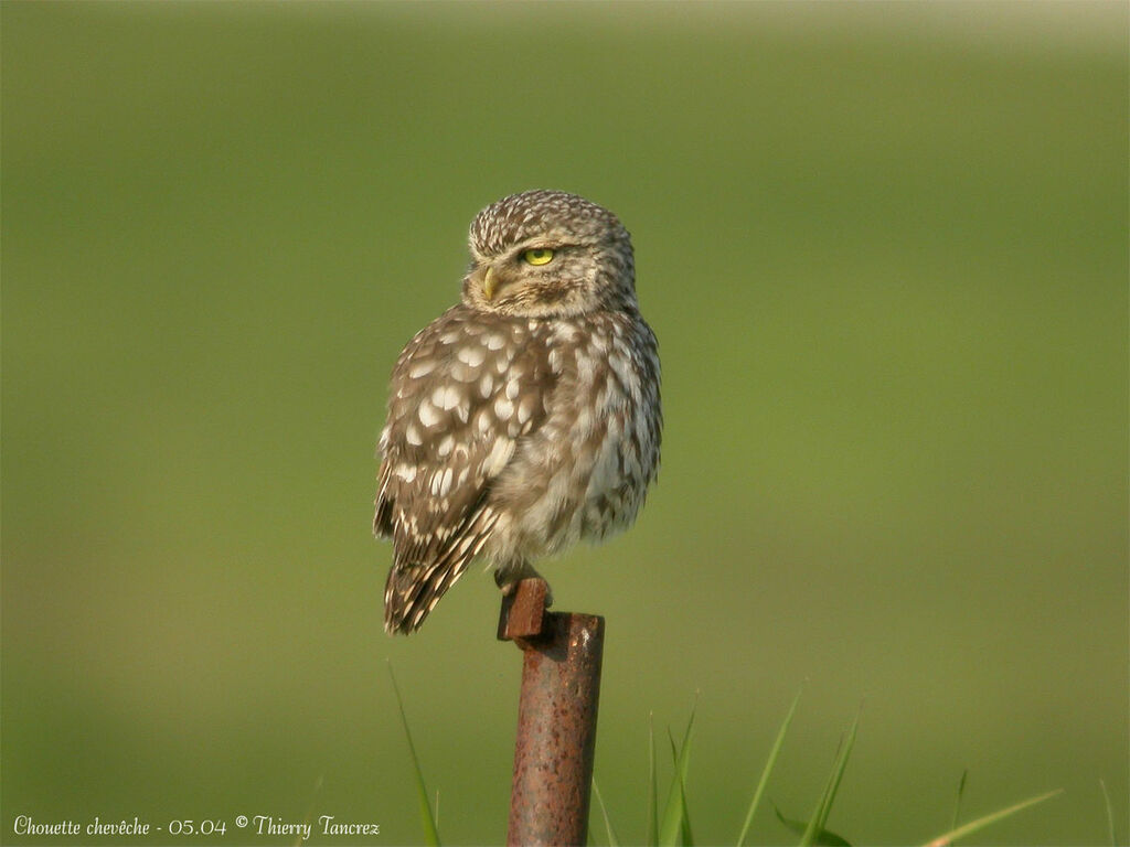 Little Owl