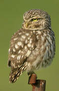 Little Owl