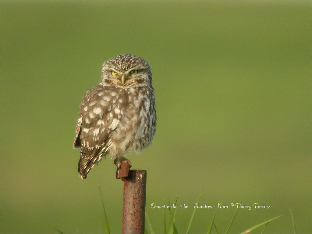 Little Owl