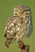 Little Owl