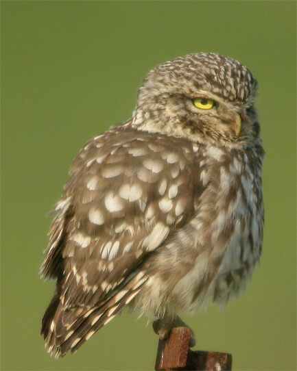 Little Owl