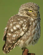 Little Owl