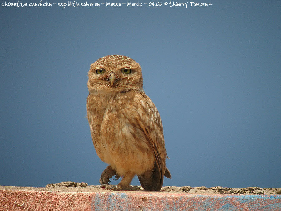 Little Owl