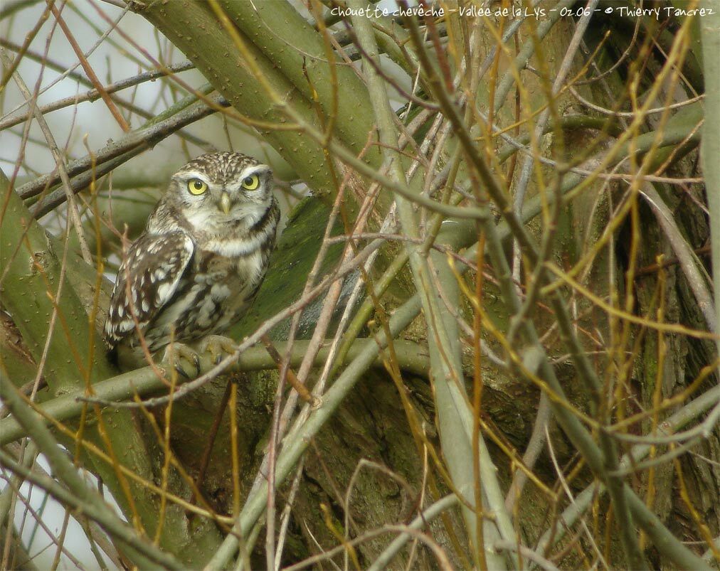 Little Owl