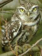 Little Owl