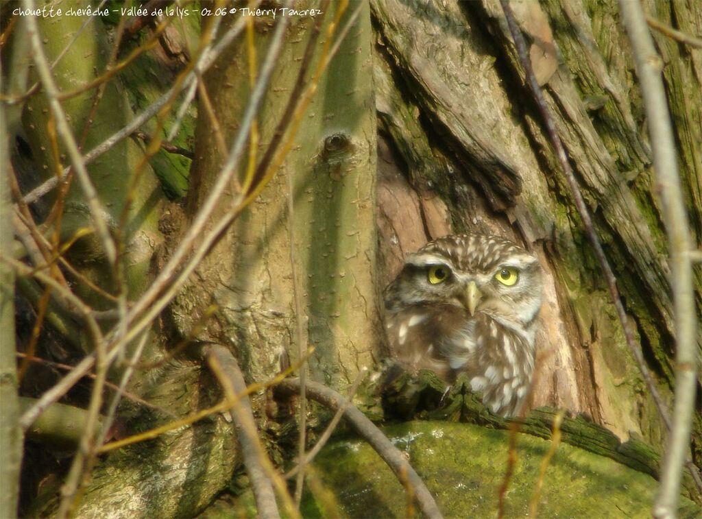 Little Owl