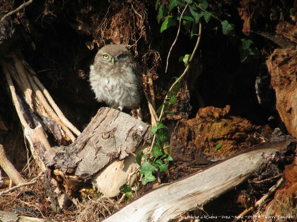 Little Owl