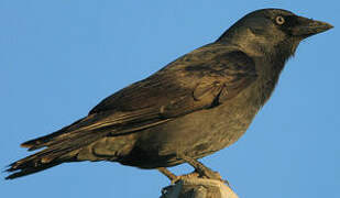 Western Jackdaw