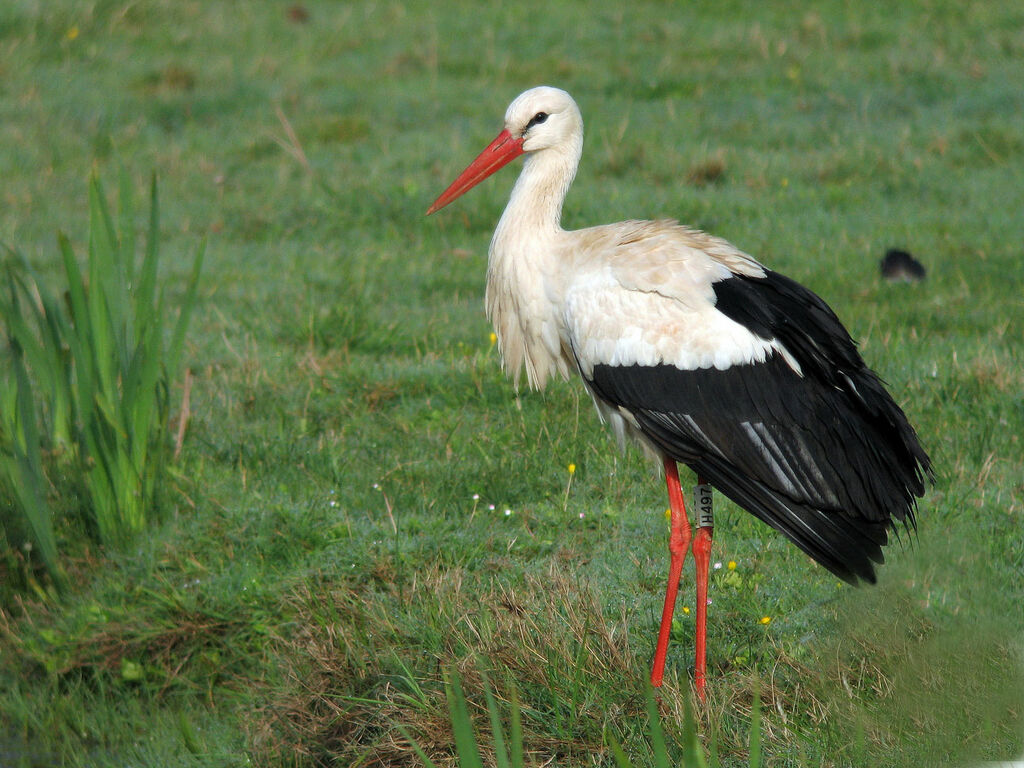 White Stork