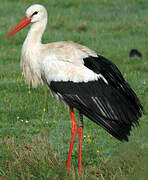 White Stork