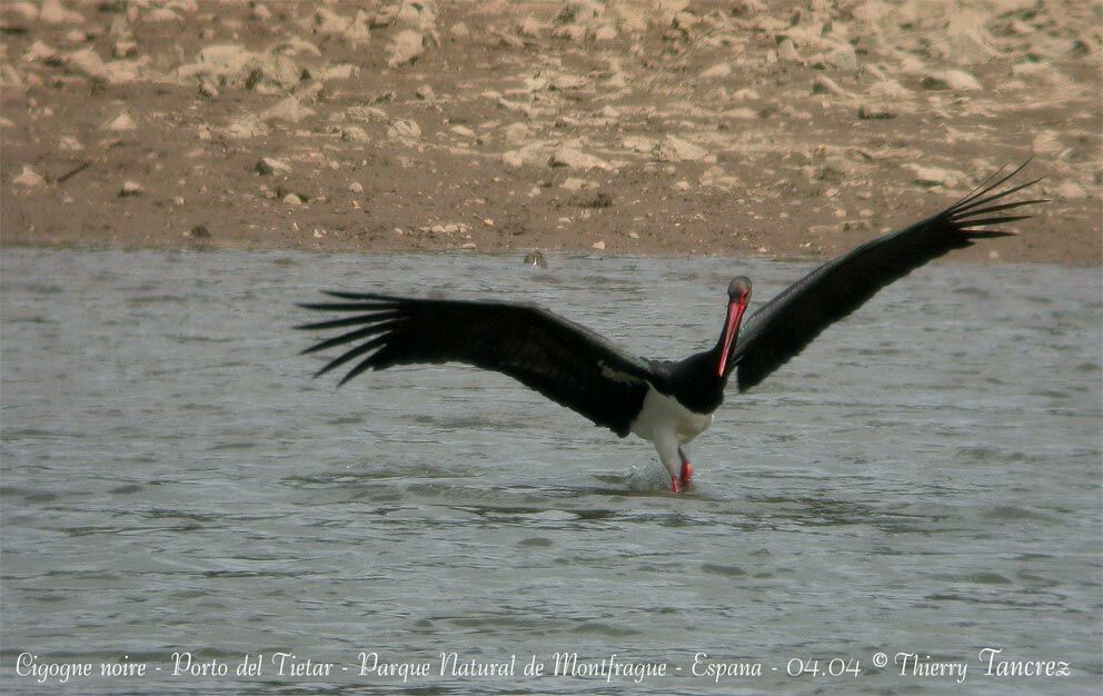 Cigogne noire