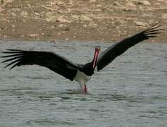 Black Stork