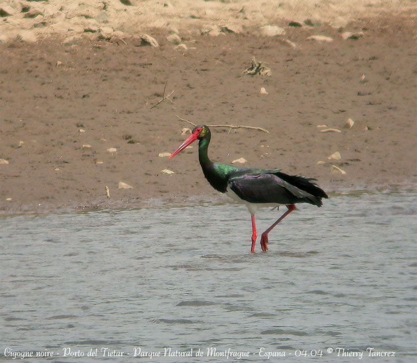 Cigogne noire