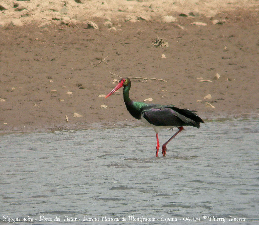 Black Stork