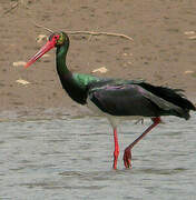 Black Stork