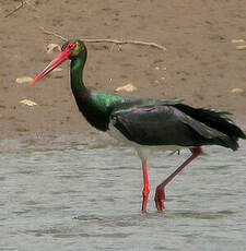 Cigogne noire