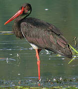 Black Stork