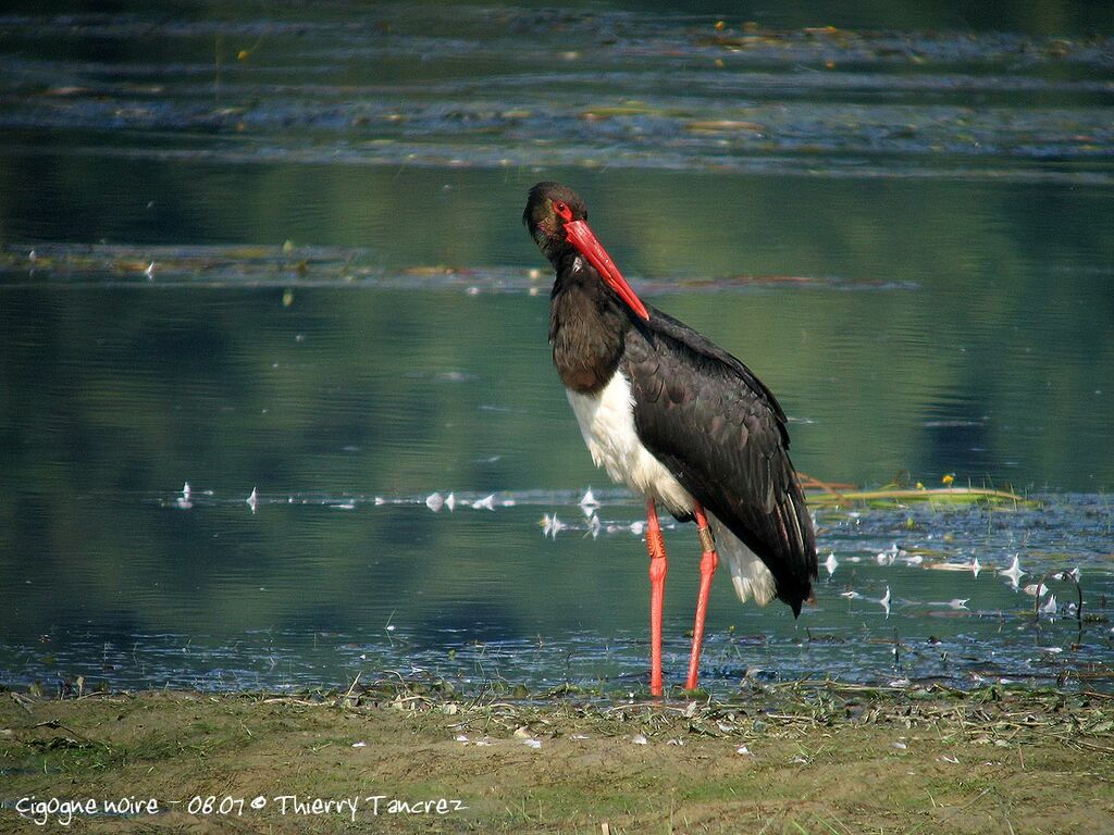 Cigogne noire