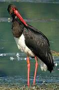 Black Stork