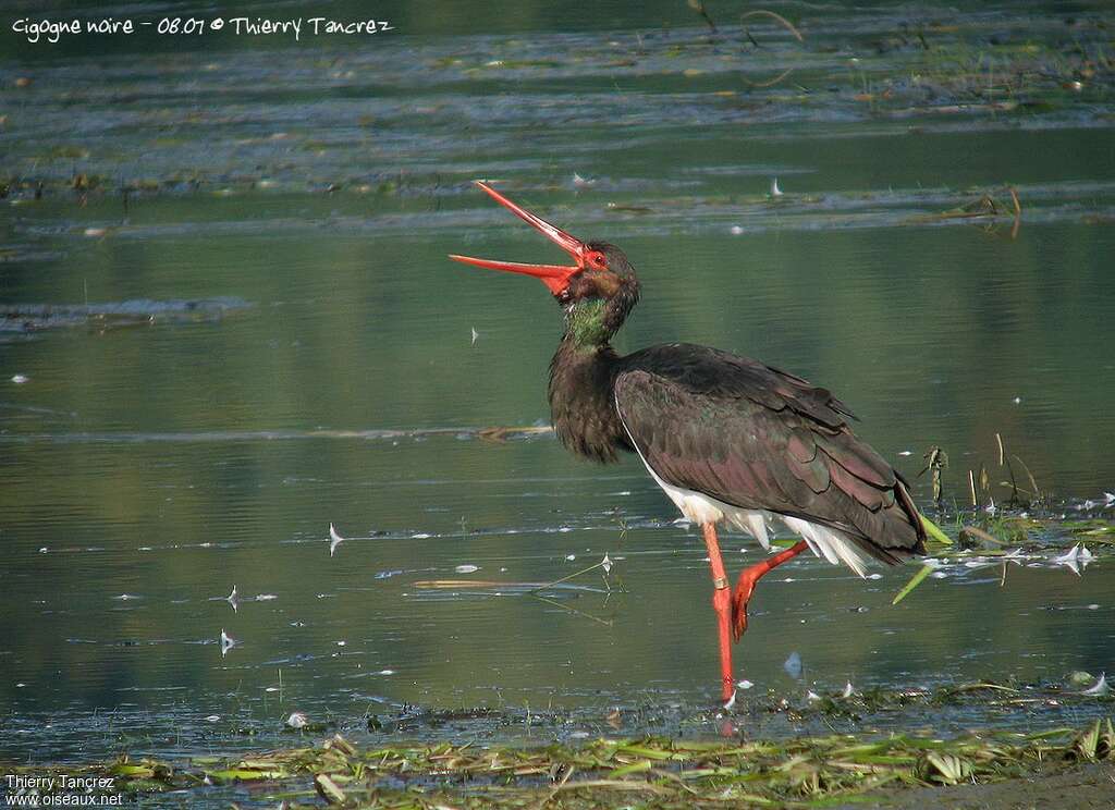 Cigogne noireadulte, mange