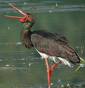 Black Stork