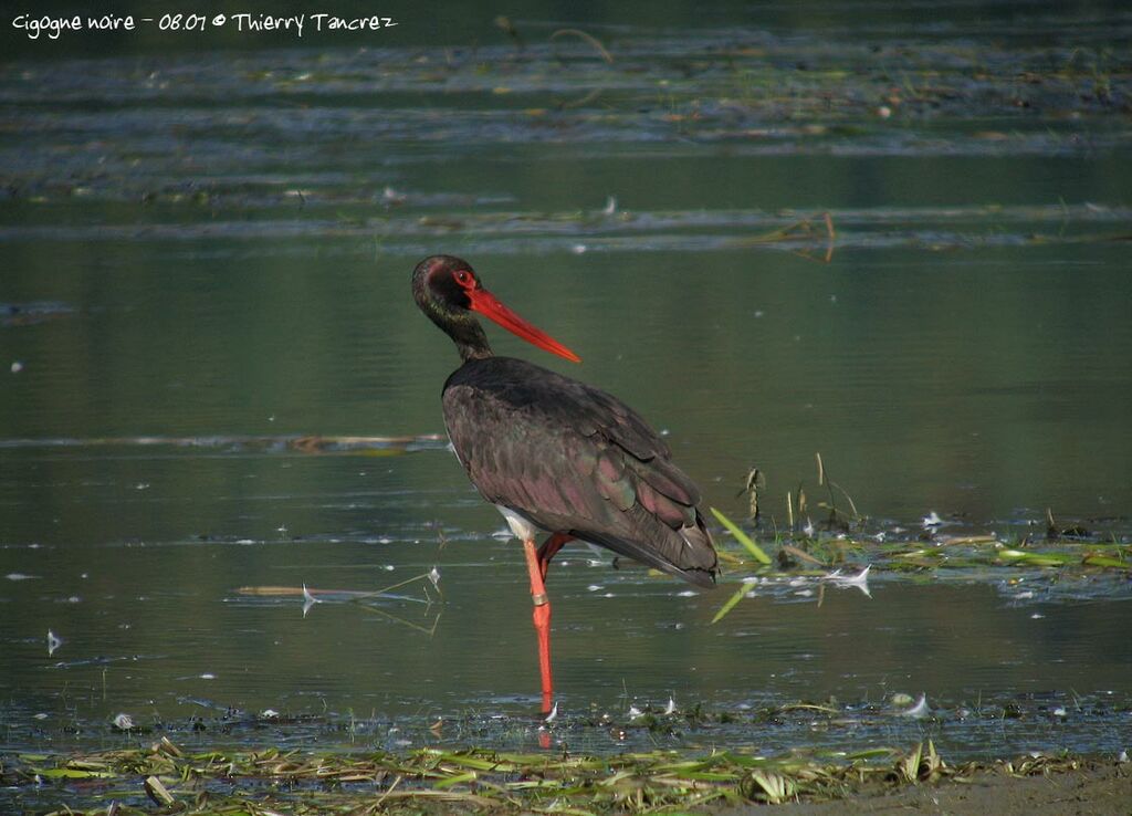 Cigogne noire