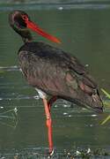 Black Stork