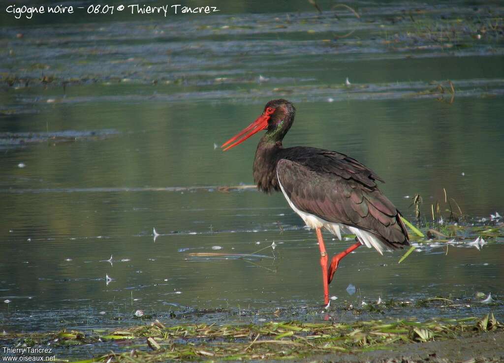 Cigogne noire