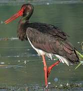 Black Stork