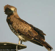 Short-toed Snake Eagle