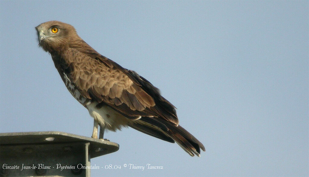 Short-toed Snake Eagle