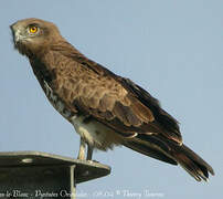 Short-toed Snake Eagle