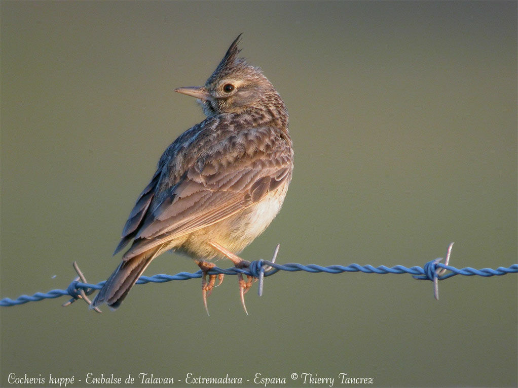 Cochevis huppé