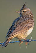 Crested Lark