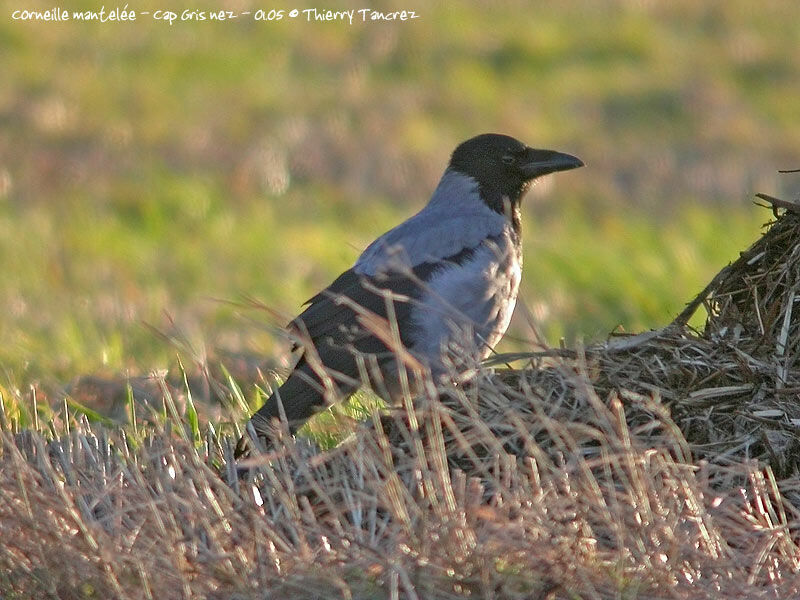 Hooded Crow