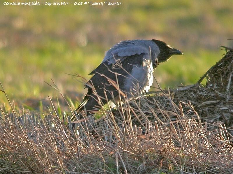 Hooded Crow